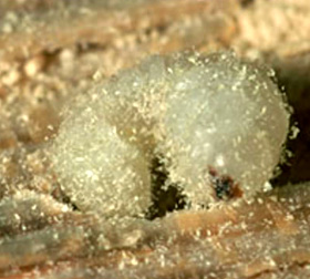 La larve de la Vrillette s'attaque au bois déjà contaminé par un champignon.