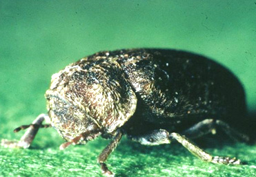 La vrillette est un insecte dont la larve s'attaque essentiellement à des bois contaminés par des champignons.