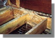 Bois rong&eacute; par les termites