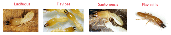 Les 4 esp&egrave;ces de termites sevissant dan nos contr&eacute;es.